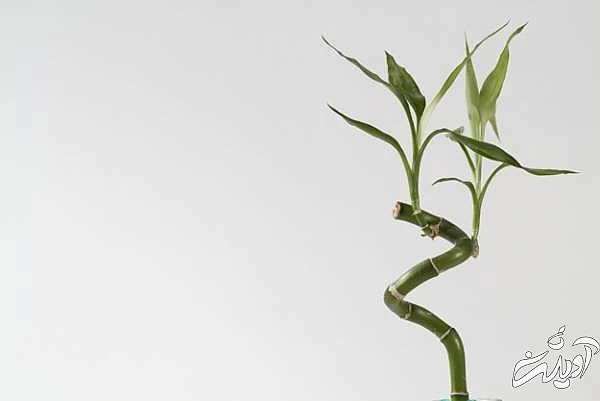 گلدان بامبو خرید بامبو